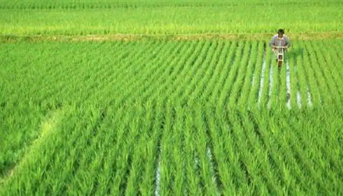 Punjab Kisan Credit Limit Scheme 2021 for Pashu Palak to Promote Animal Husbandry (Pashupalan)