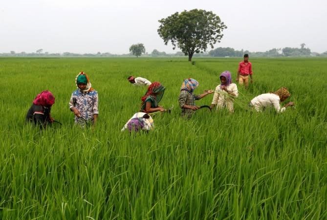 Punjab Kisan Credit Limit Scheme 