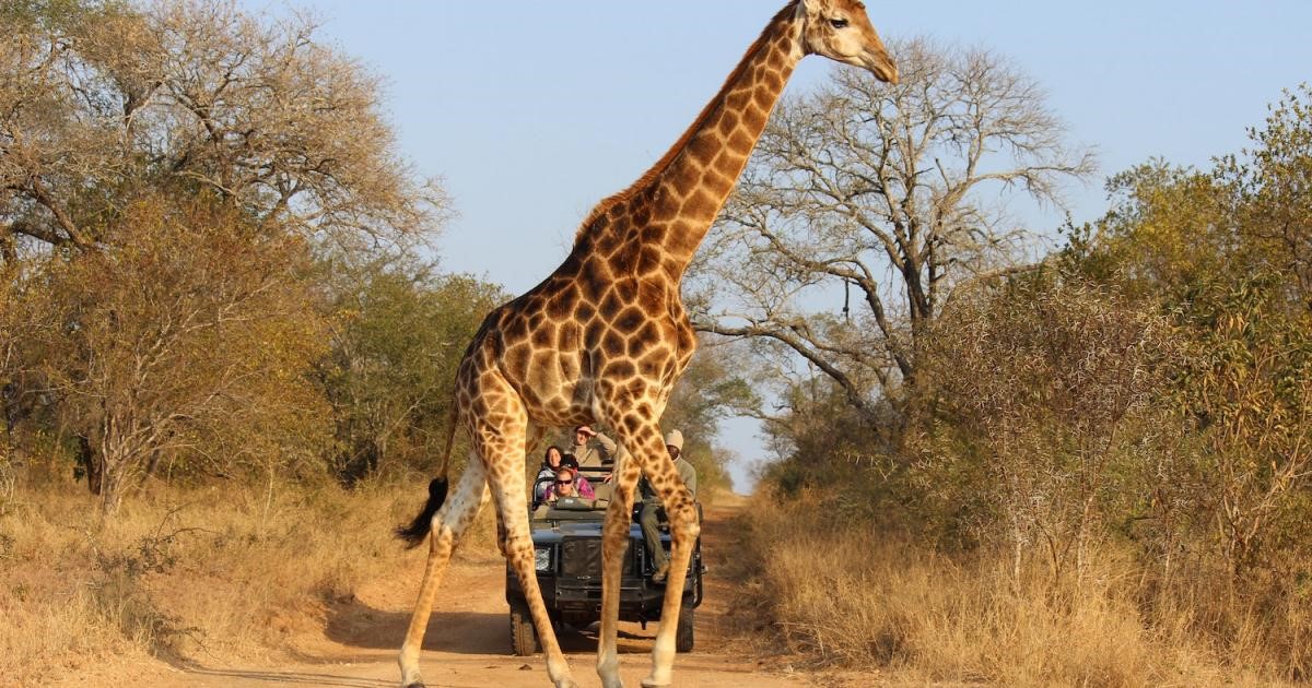 How To Help Reduce Poaching