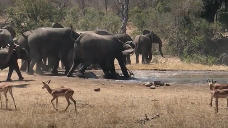 dears and elephonts