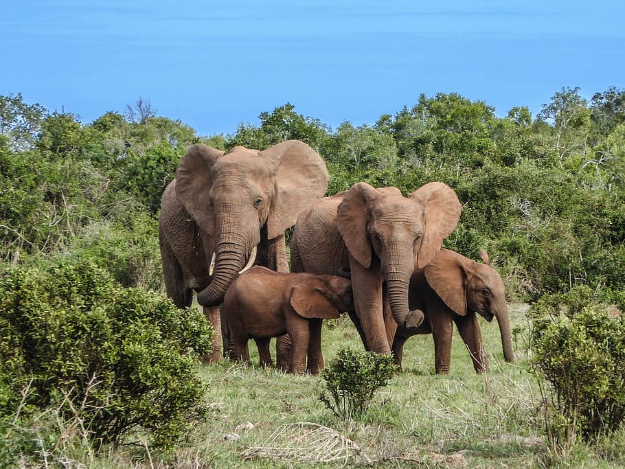 elephants