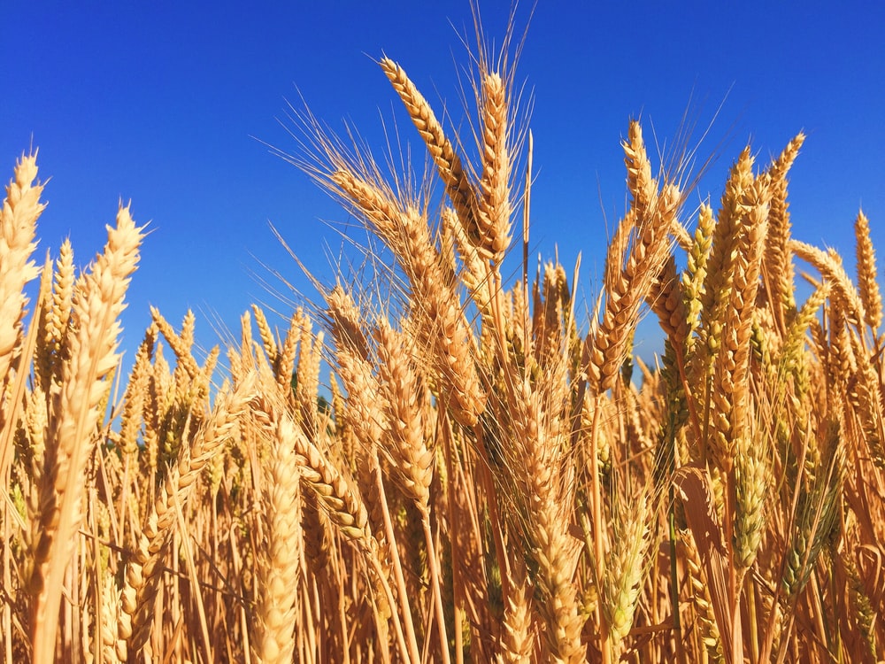New Wheat Variety in Haryana and Punjab (Karan Vandana) for Farmers | DBW 187 गेहूं किस्म