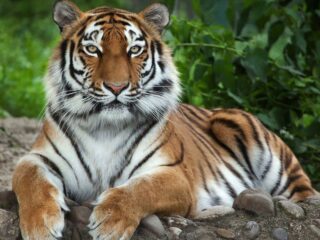 How To Help Save Tigers