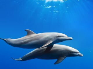 How To Save Dolphins