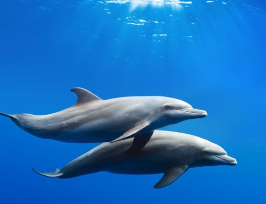 How To Save Dolphins