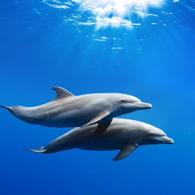 how to install mods on dolphin
