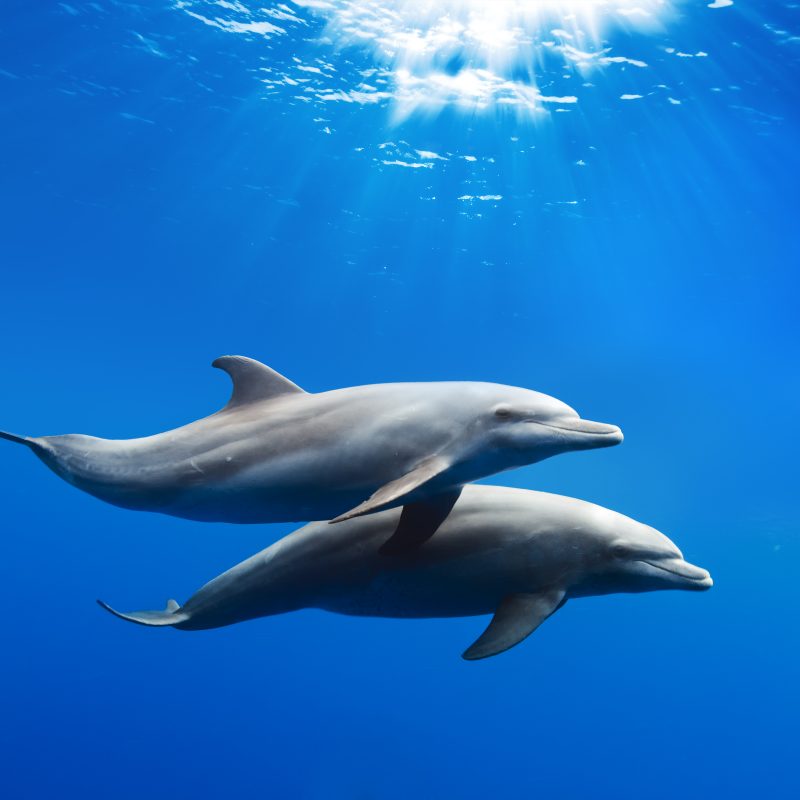 Dolphins