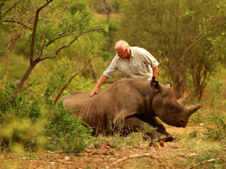 Ways To Help Rhinos