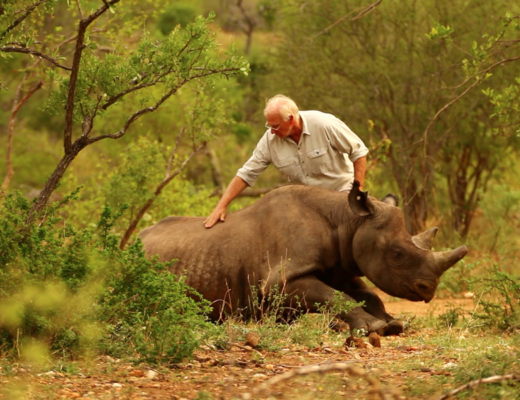 Ways To Help Rhinos