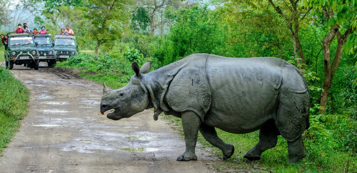 Rhinos