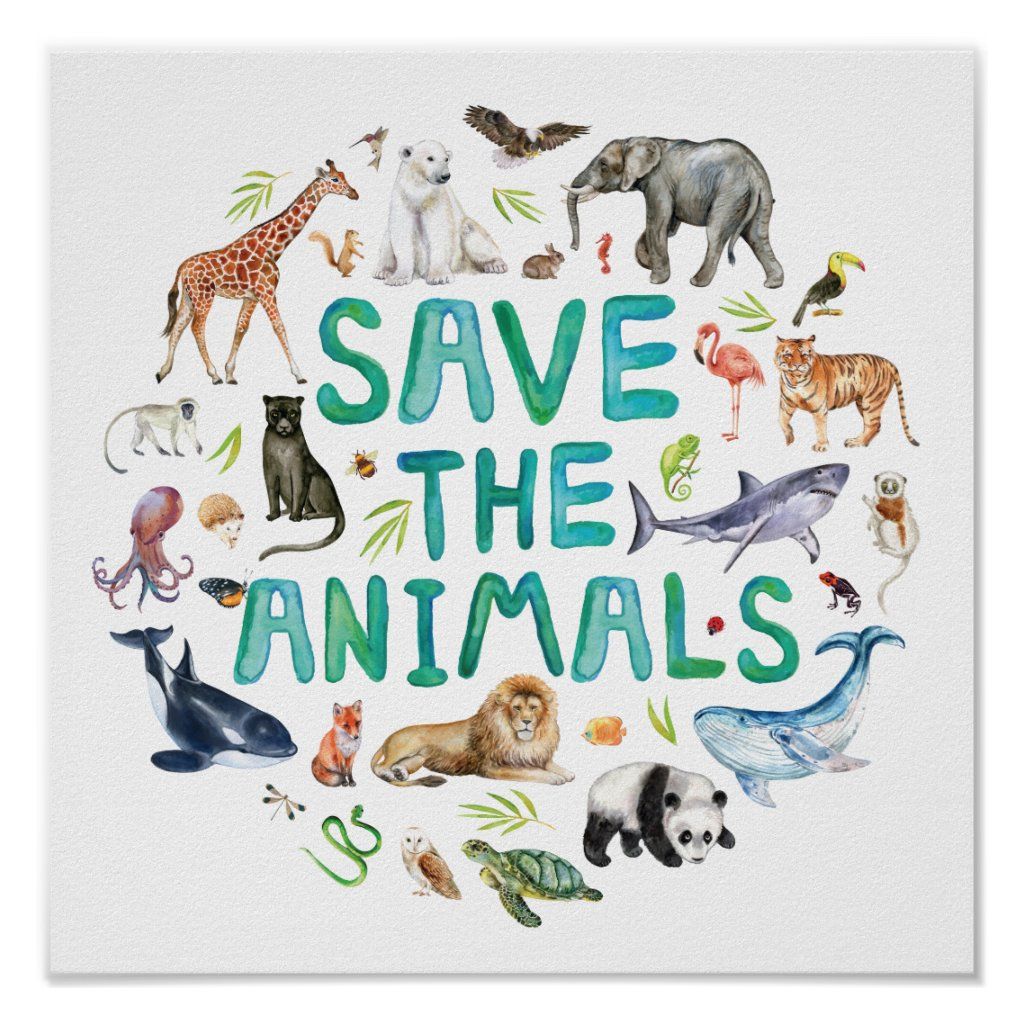 SAVE THE ANIMALS