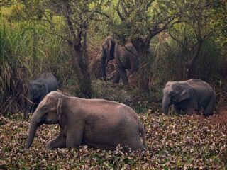 10 Ways To Escape From Dangerous Forest Animals