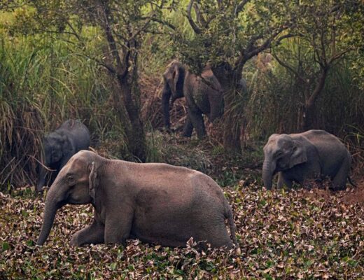 10 Ways To Escape From Dangerous Forest Animals