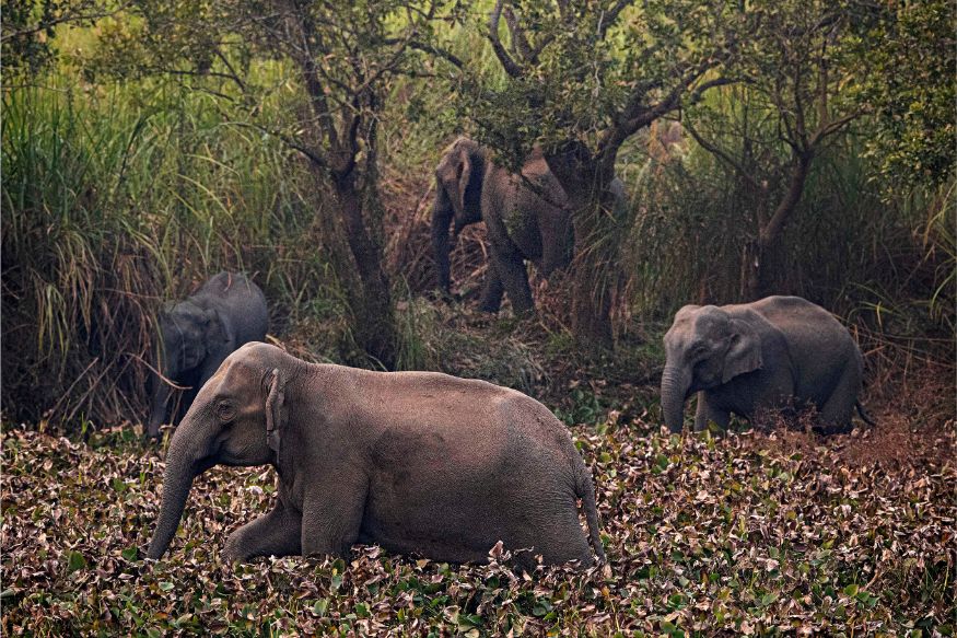 10 Ways To Escape From Dangerous Forest Animals